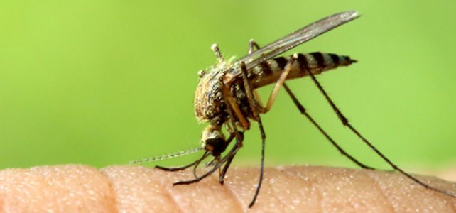 29.07.25   Italien: Dengue Fälle! Die Experten Warnen Vor… - a07xi3q