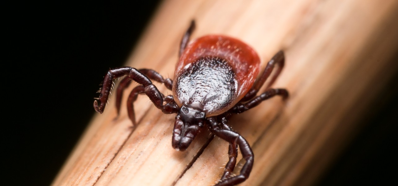 Erste Borreliose Falle In Brandenburg